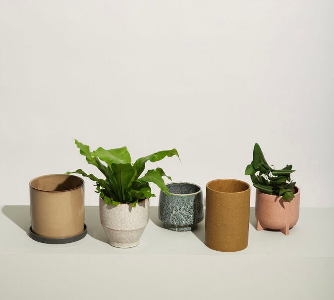 Plant Pots Blooms Glasgow