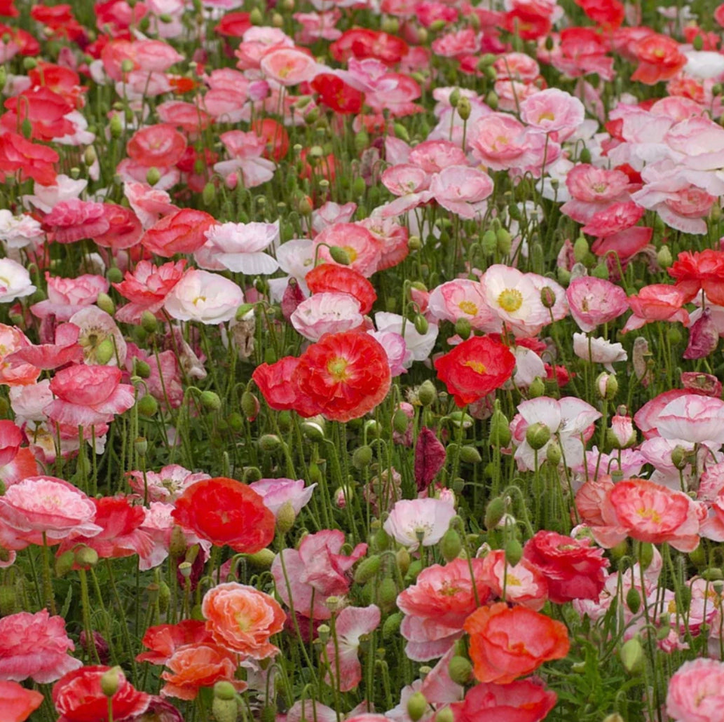 Poppy Falling in Love Blooms Glasgow