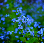 Load image into Gallery viewer, Forget Me Not Indigo Blue
