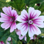 Load image into Gallery viewer, Mallow Zebrina
