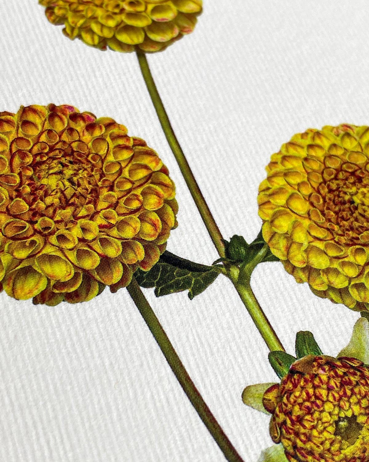 Dahlia Card