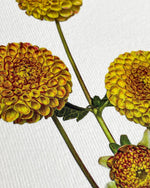 Load image into Gallery viewer, Dahlia Card
