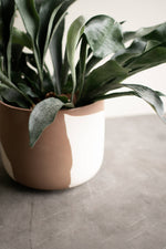Load image into Gallery viewer, CALM Pot - XL
