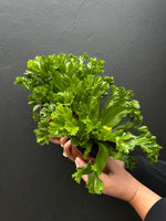 Load image into Gallery viewer, Asplenium Nidus Leslie

