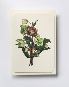 Posy of Hellebore Card
