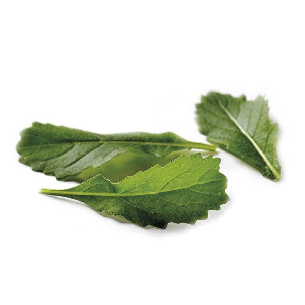 Wild Rocket Wildfire-Wasabi
