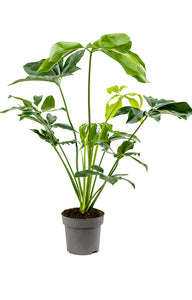 Philodendron Green Wonder