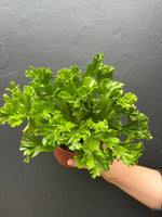 Load image into Gallery viewer, Asplenium Nidus Leslie

