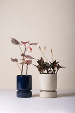 Load image into Gallery viewer, Hoff + Saucer (14cm)
