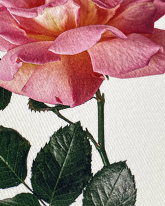Pink Rose Card