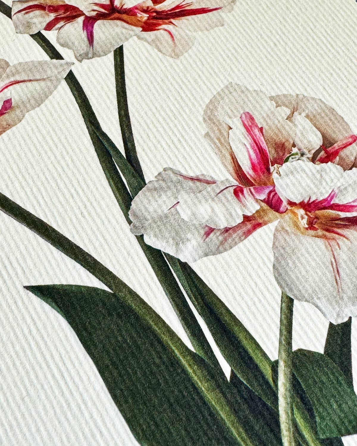Tulips Card