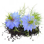 Load image into Gallery viewer, Nigella Black Cumin

