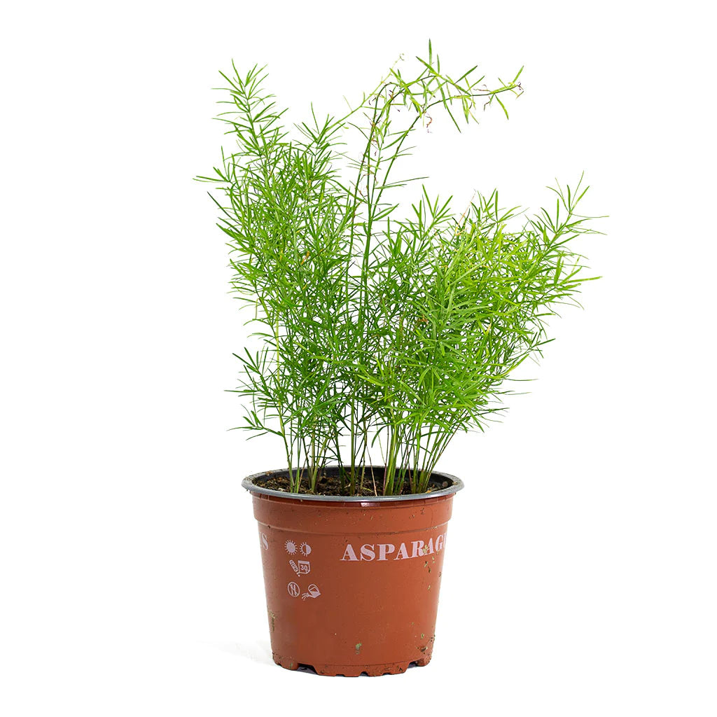 Asparagus Densiflorus Fern