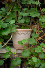 Load image into Gallery viewer, Copenhagen Rose
