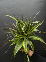 Load image into Gallery viewer, Dracaena Combo
