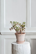 Load image into Gallery viewer, Copenhagen Rose
