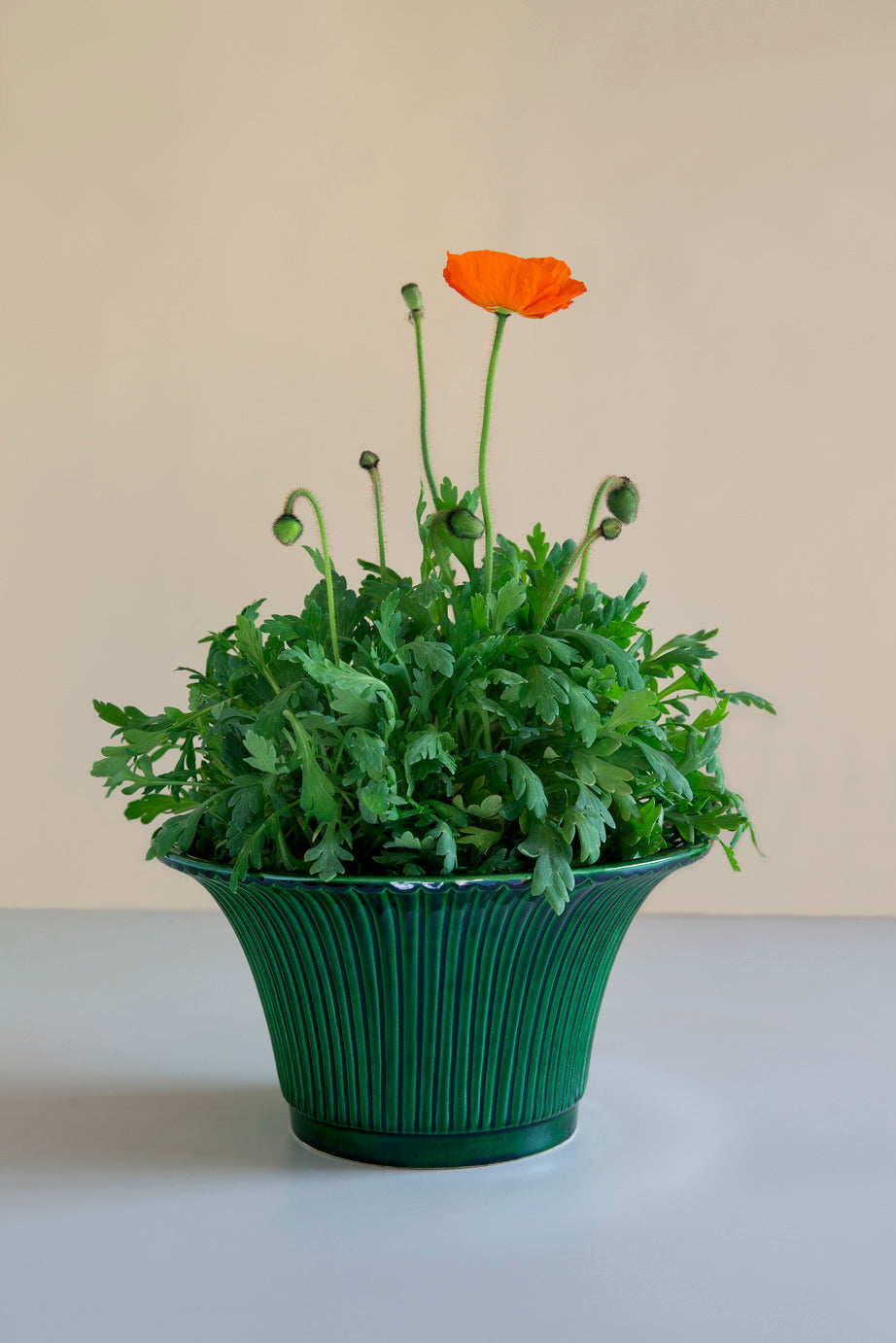 Daisy Pot Emerald Green