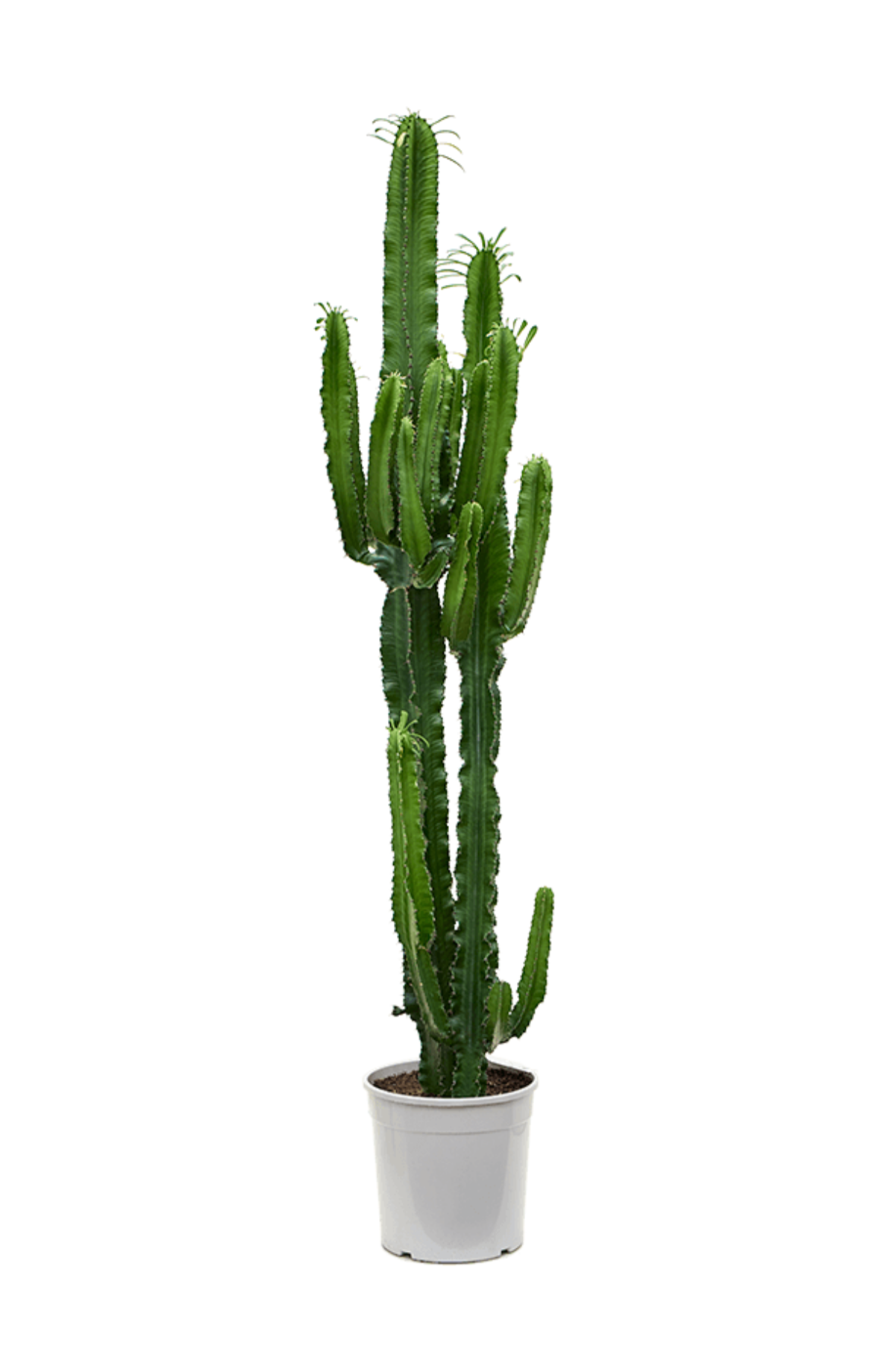 Euphorbia Erytrea Large