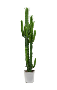 Euphorbia Erytrea Large
