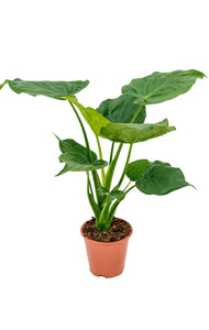 Alocasia Cucullata