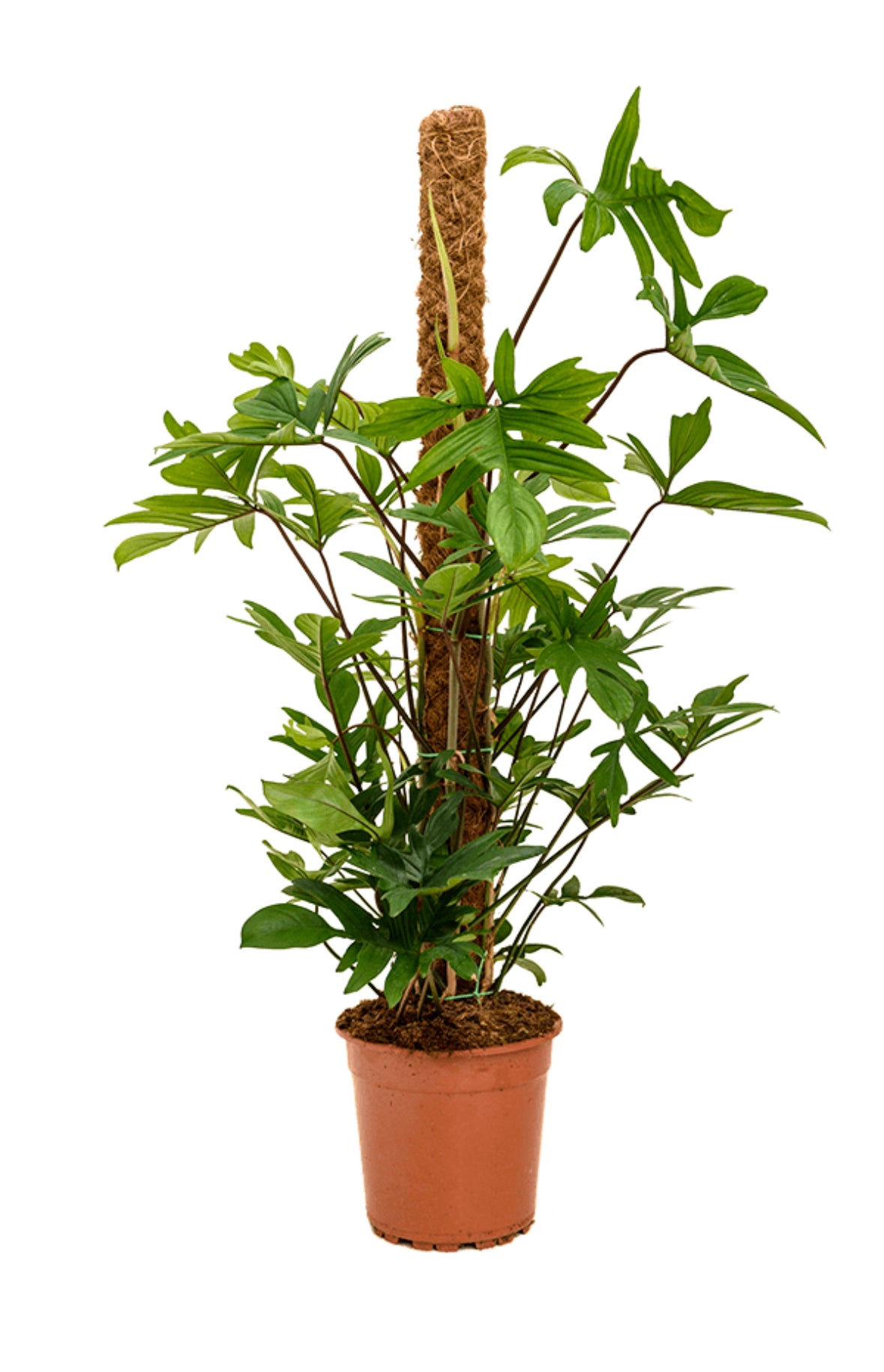Philodendron Pedatum