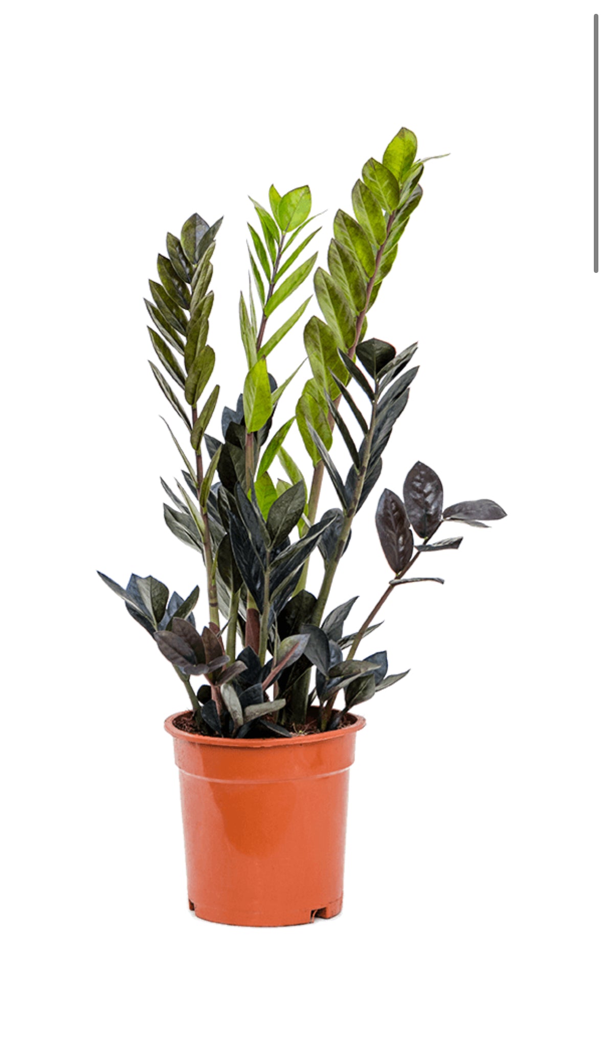Zamioculcas Zamiifolia Raven