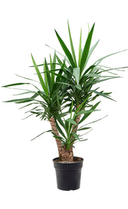 Yucca Elephantipes Branched