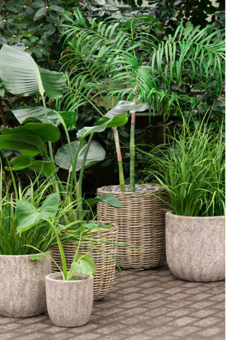 Basket Planters