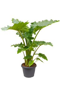 Alocasia Portodora