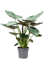 Alocasia Wentii