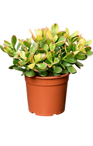 Crassula Ovata Sunset
