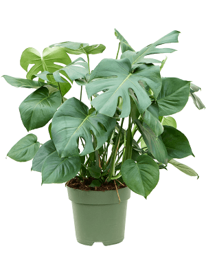 Monstera Deliciosa