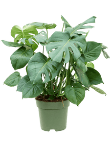 Monstera Deliciosa