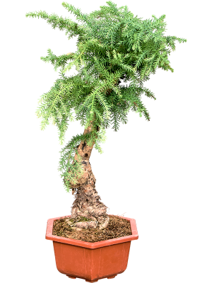 Araucaria Heterophylla
