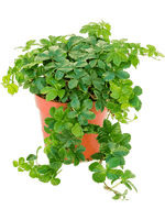 Load image into Gallery viewer, Parthenocissus Striata
