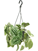 Load image into Gallery viewer, Scindapsus Pictus
