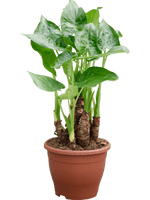 Load image into Gallery viewer, Alocasia Cucullata
