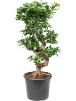 Load image into Gallery viewer, Ficus Microcarpa Compacta S Stem
