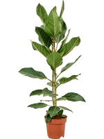 Load image into Gallery viewer, Ficus Benghalensis Joy
