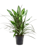 Load image into Gallery viewer, Dracaena Combo
