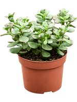 Load image into Gallery viewer, Crassula Ovata Minor
