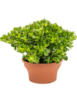 Load image into Gallery viewer, Crassula Ovata Minor

