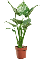 Load image into Gallery viewer, Alocasia Cucullata
