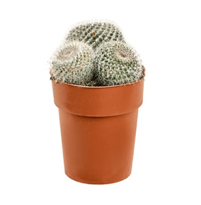 Mammillaria compressa