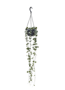 Ceropegia