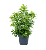 Load image into Gallery viewer, Schefflera Arbicola Compacta Bush
