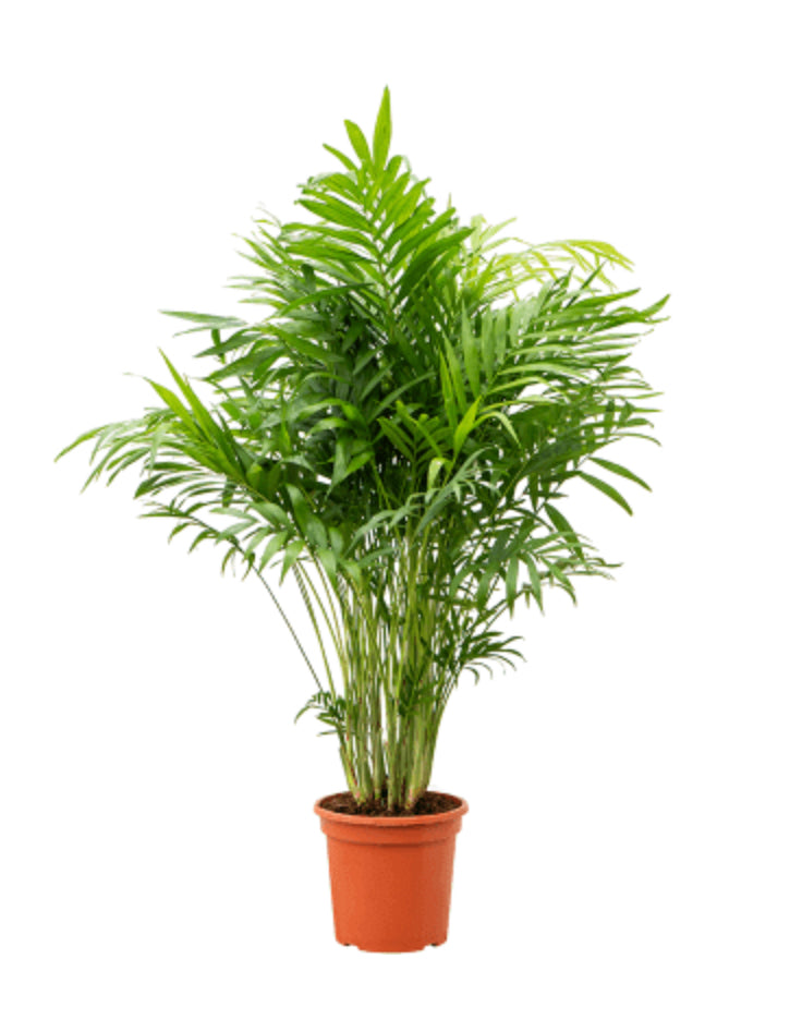 Chamaedorea Elegans