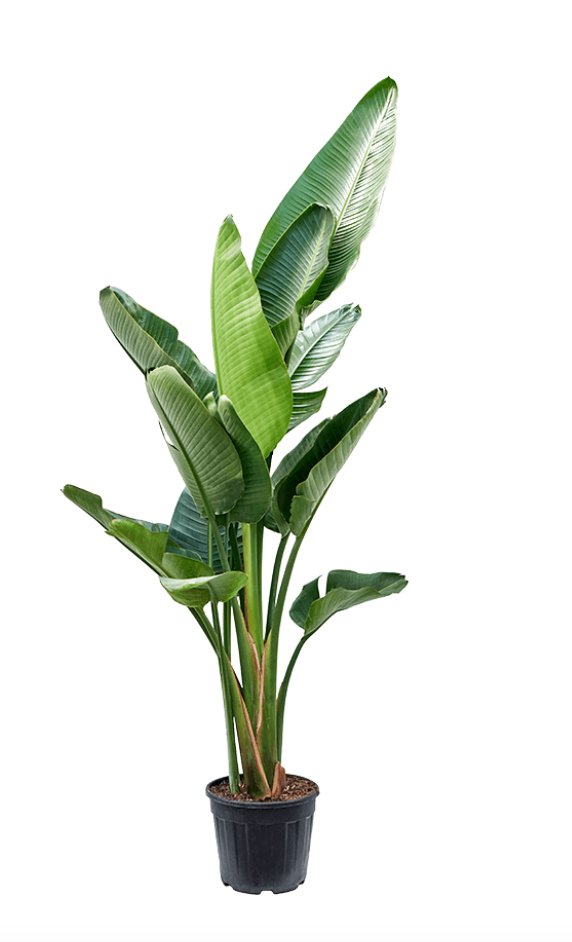 Large Strelitzia Nicolaii