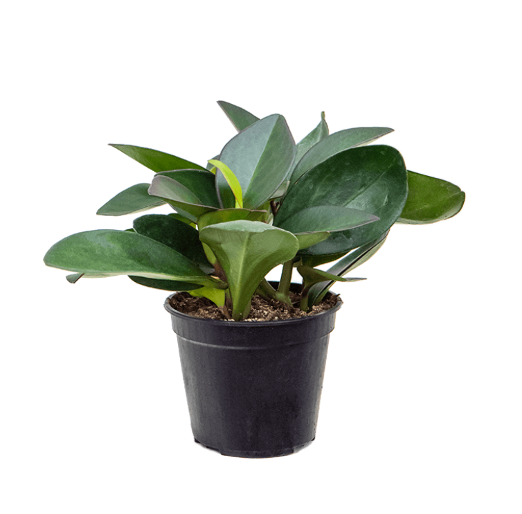Peperomia Clusifolia Red Margin