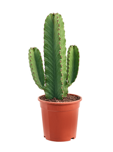 Euphorbia Ingens